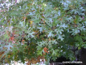 Quercus rubra